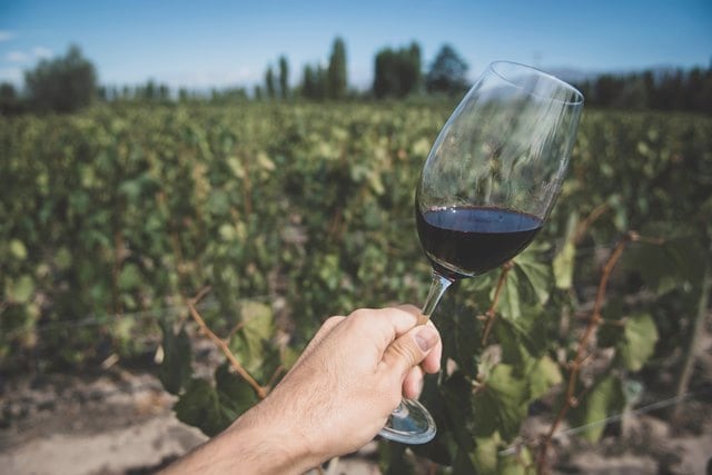 Las macetas hechas con copas recicladas son una opción práctica para cultivar plantas pequeñas y embellecer espacios reducidos.
