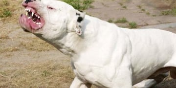 Dogo Argentino\u002E (web)