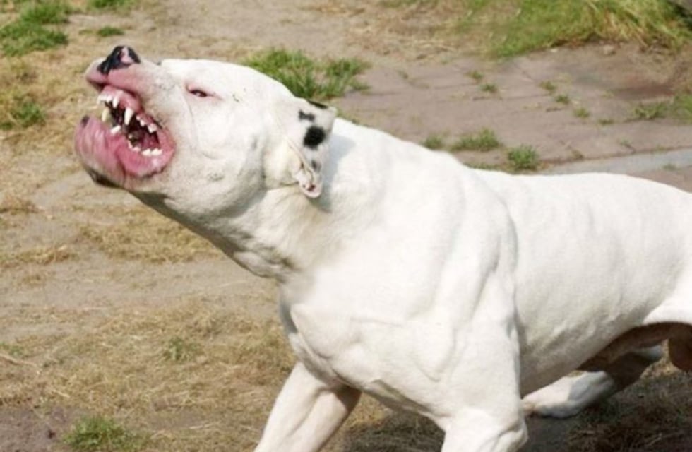 Salvaje ataque de dogos argentinos dejó una mujer herida en Orán