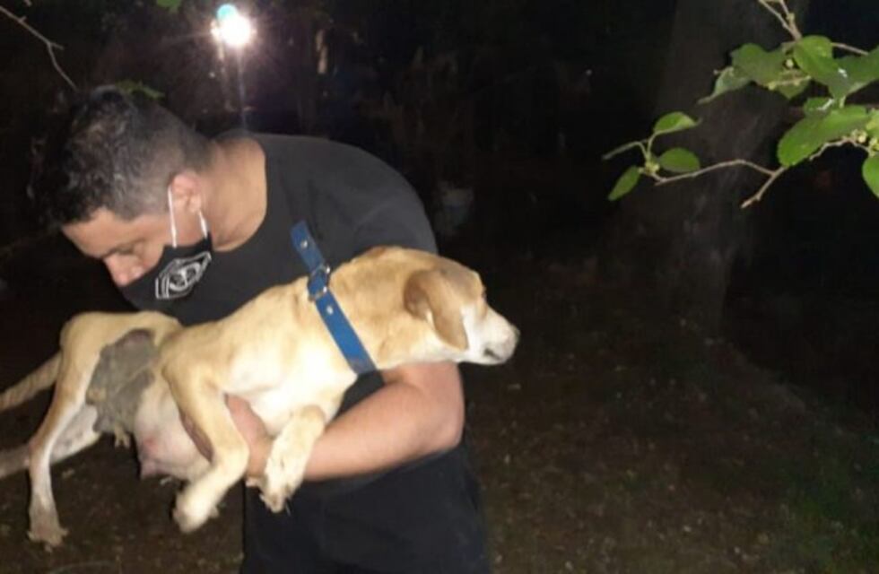 Bomberos rescatan a un perrito que había quedado atrapado en un desagüe