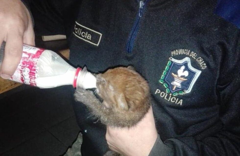 Rescataron un puma recién nacido en un operativo contra la caza ilegal