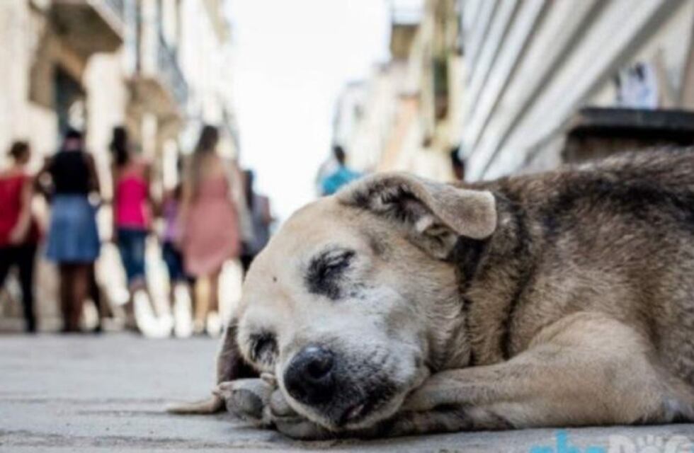 Admiten superpoblación de animales callejeros en La Rioja