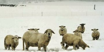 Alicia Kirchner declaró la emergencia agropecuaria para el campo santacruceño