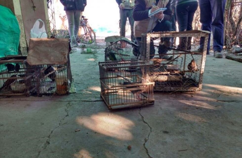 Tras un allanamiento en Beltrán recuperaron más de 40 aves silvestres