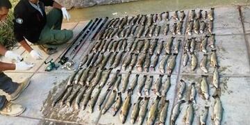 Secuestraron más de 100 truchas\u002E