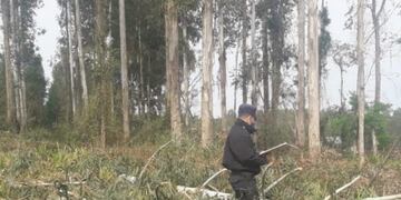 La tragedia ocurrió en un campo de Garuhapé\u002E