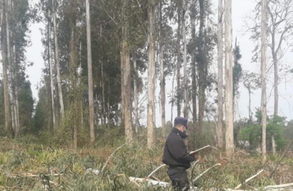 Un trabajador murió aplastado por un árbol de eucalipto