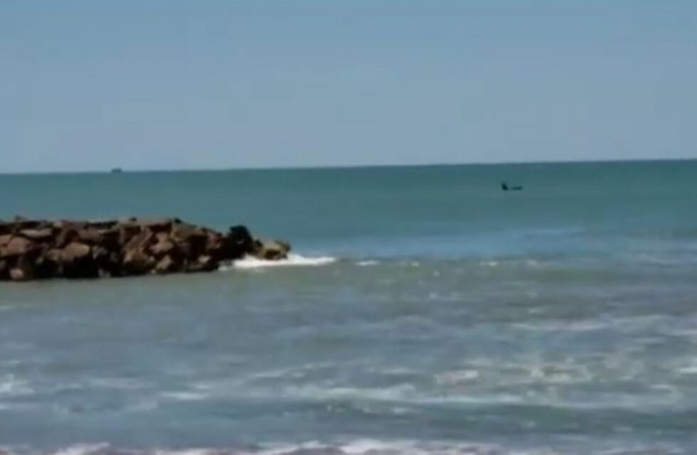 Aparecieron orcas en las costas de Mar del Plata