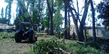 Tala de eucaliptus en el Ageo Culzoni (Amigos de la Vida)