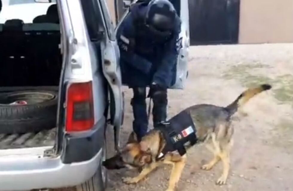 Así entrenan a los perros de la Fuerza Policial Antinarcotráfico