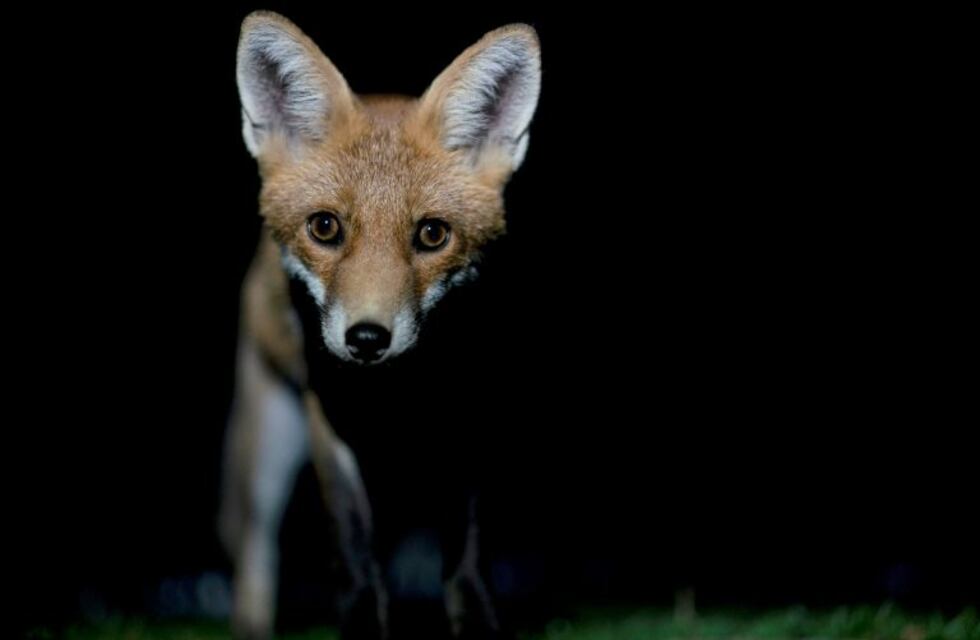 Australia: quiso acariciar a un zorro salvaje y todo terminó de la peor manera