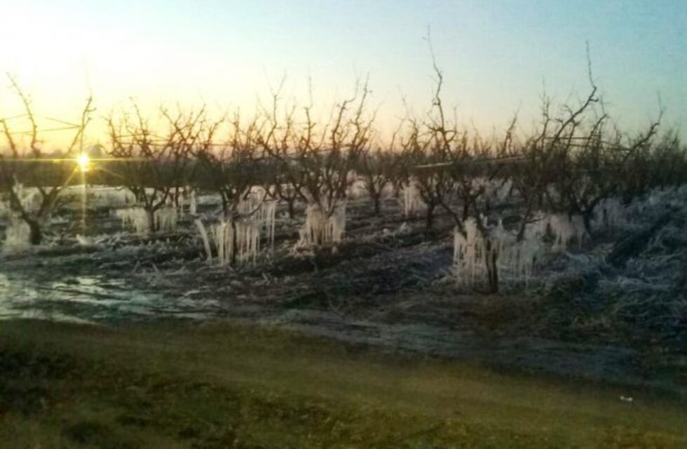 Las heladas tardías golpearon duro a la producción en el Sur