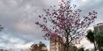 Mañana nublada de jueves\u002E