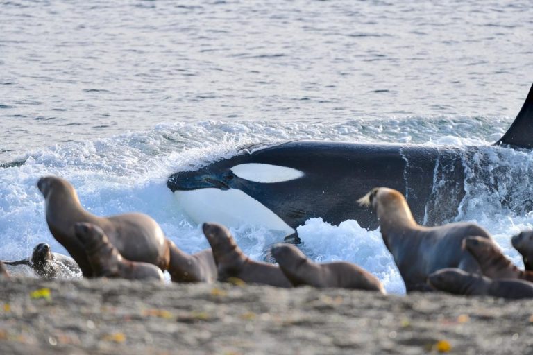Las crías de lobos son las presas de las orcas\u002EFotos Maxi Jonas