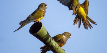 Loros barranqueros invaden el sur bonaerense