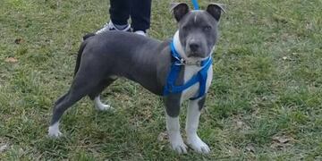 Le robaron su perro y un vecino lo compró para devolvérselo