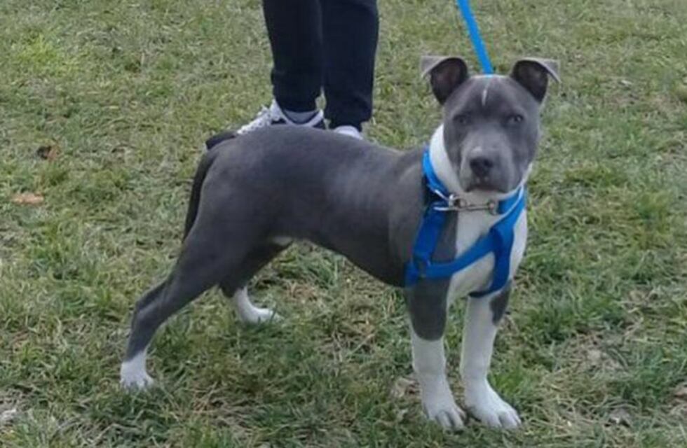 Le robaron su perro y un vecino lo compró para devolvérselo