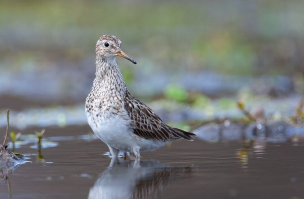 Miles de aves playeras migratorias están llegando a la región de Ansenuza
