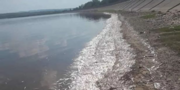 "Estamos seguros al 100% de que se trata de falta de oxigenación del lago", indicó el intendente de Cruz del Eje, Claudio Farías.
