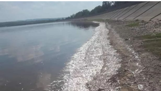 "Estamos seguros al 100% de que se trata de falta de oxigenación del lago", indicó el intendente de Cruz del Eje, Claudio Farías.