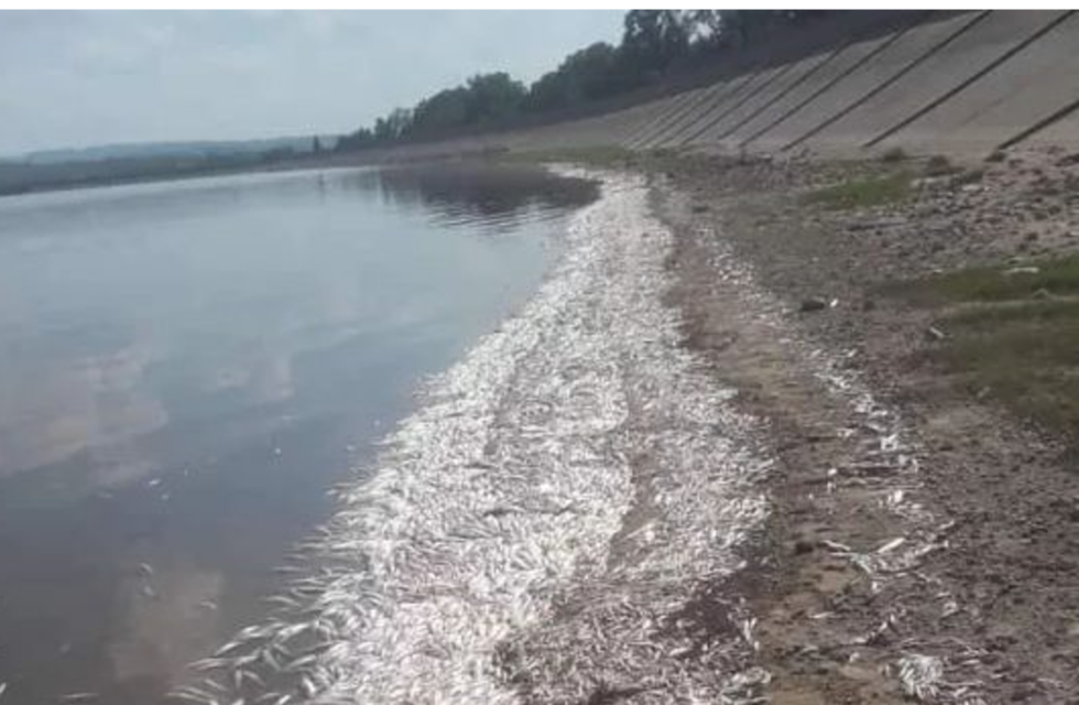 Preocupa la impresionante cantidad de peces que aparecieron muertos en Cruz del Eje