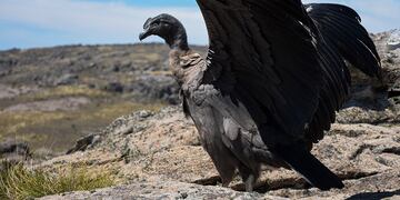Liberan al Condor restacado por Policía Ambiental en Parque Nacional Quebrada del Condorito