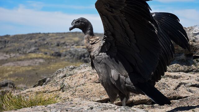 Liberan al Condor restacado por Policía Ambiental en Parque Nacional Quebrada del Condorito