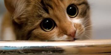 Un gato fue torturado en Capioví por dos menores\u002E (CIMECO imagen)