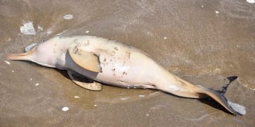 Hallaron 14 delfines muertos en las playas del Partido de la Costa\u002E ( Fundación Mundo Marino)