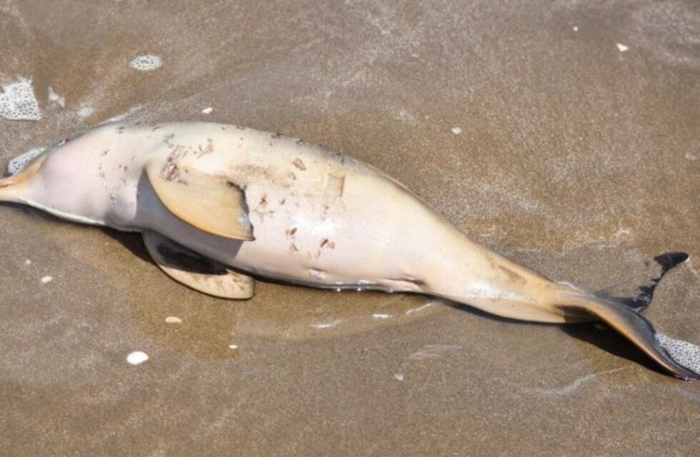 Hallaron 14 delfines muertos en las playas del Partido de la Costa