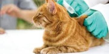 Vacunación antirrábica