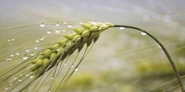Lluvias del mes de noviembre favorecieron cosechas de cereales invernales\u002E