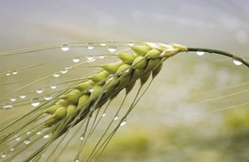 ¿Conocemos como trabaja el laboratorio de trigo y soja en INTA Marcos Juárez?