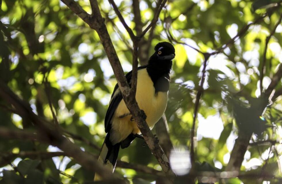 Una urraca atacó a un periodista en pleno móvil y el video se volvió viral