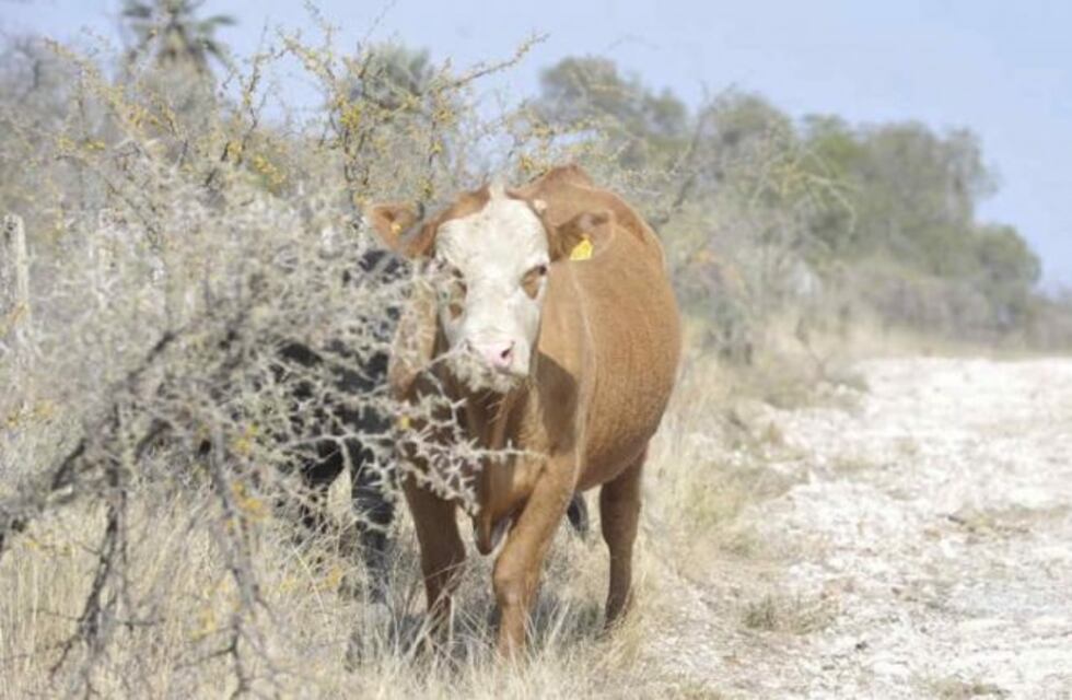 Zonas de Córdoba siguen bajo sequía pese a las lluvias
