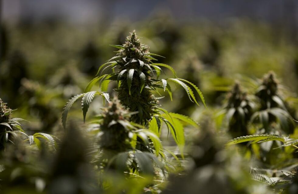 La familia de un nene con síndrome de Tourette podrá cultivar cannabis en Río Negro