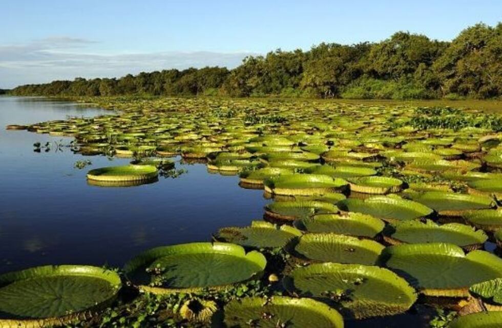 Organizaciones políticas aseguran que la ley del parque Iberá viola la Constitución de Corrientes