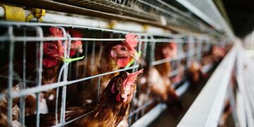 Gallinas -  John Taggart - Bloomberg