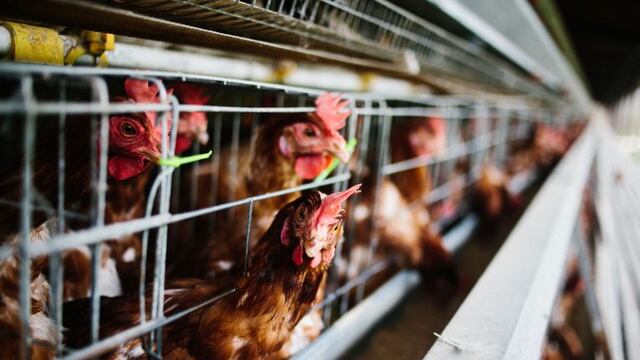 Gallinas -  John Taggart - Bloomberg