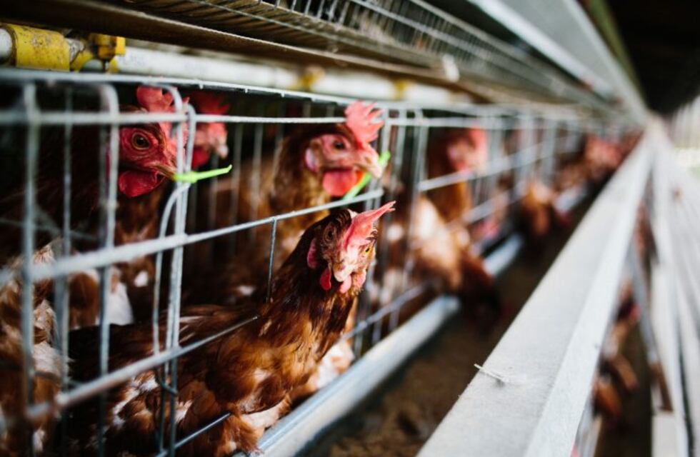 Estrés calórico en Aves
