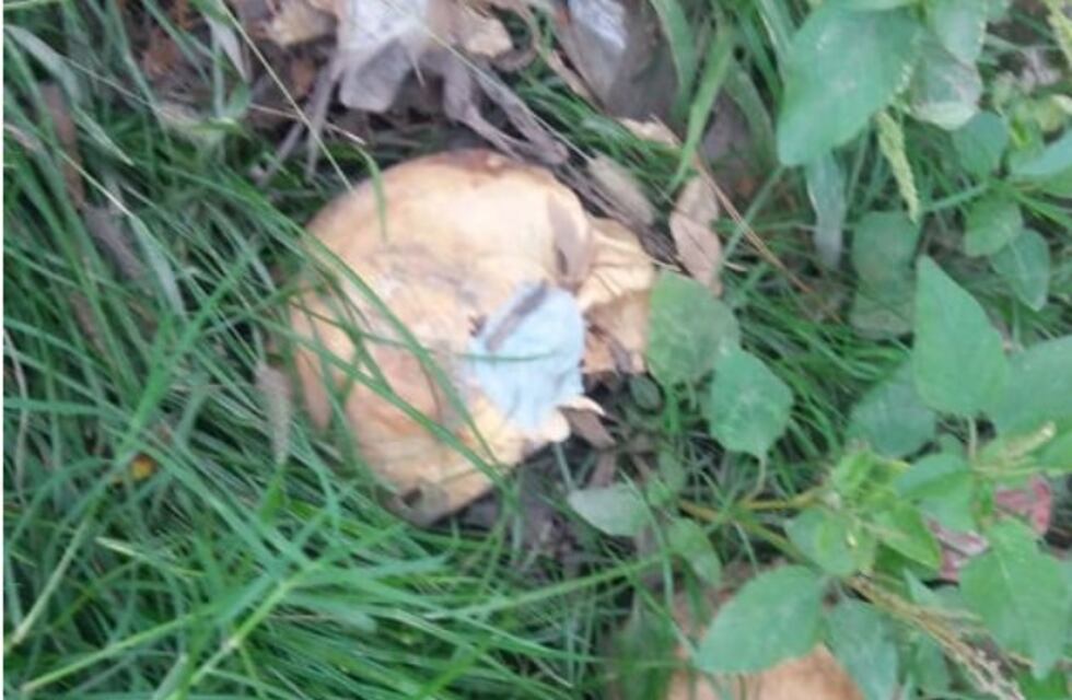 Encontraron tres cráneos en un jardín de Guaymallén