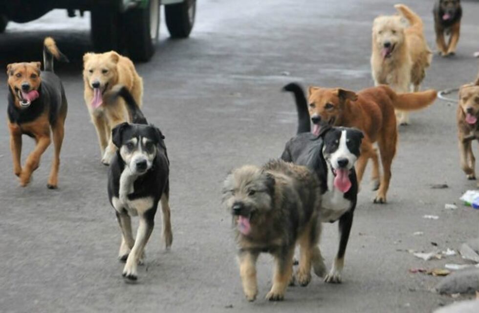 Campaña solidaria:  El Hogar San Roque necesita tu ayuda