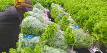 Hidroponia en Oberá