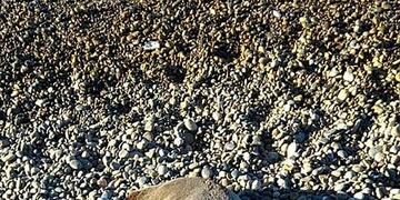 Preocupación por el estado de abandono de la reserva de lobos marinos