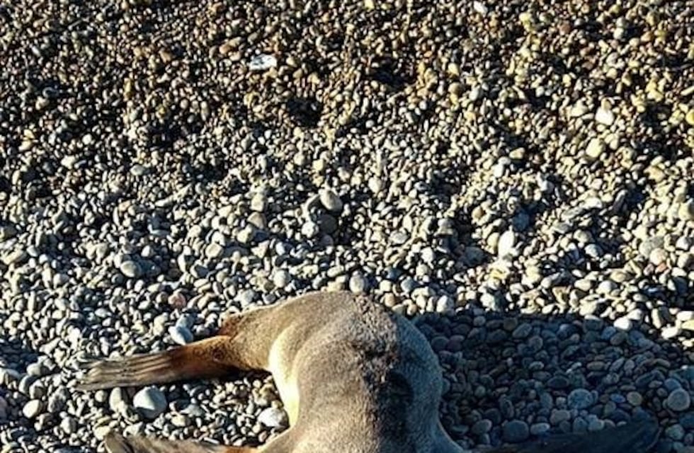 Preocupación por el estado de abandono de la reserva de lobos marinos