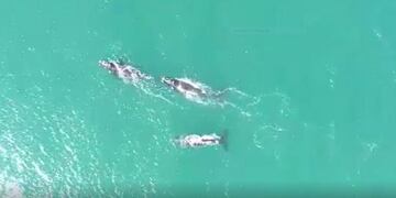 Cuatro cetáceos se dejaron ver cerca de las costa de Mar del Plata (web)