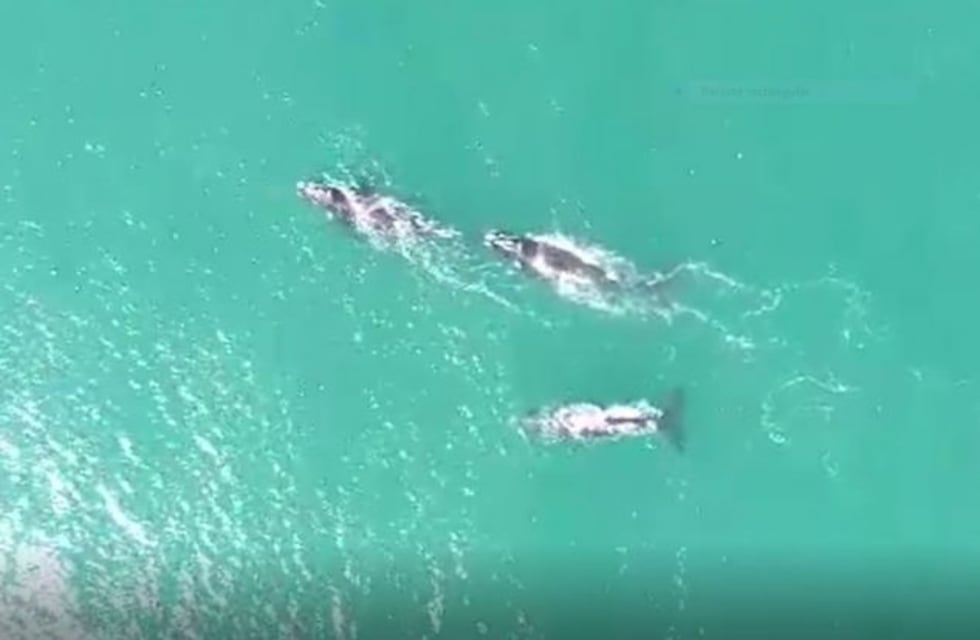 Sorpresa en la costa marplatense por la llegada de ballenas