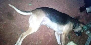 Los cinco perros atacados murieron por las picaduras\u002E