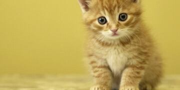 Gatito cayó al agua y se volvió viral\u002E