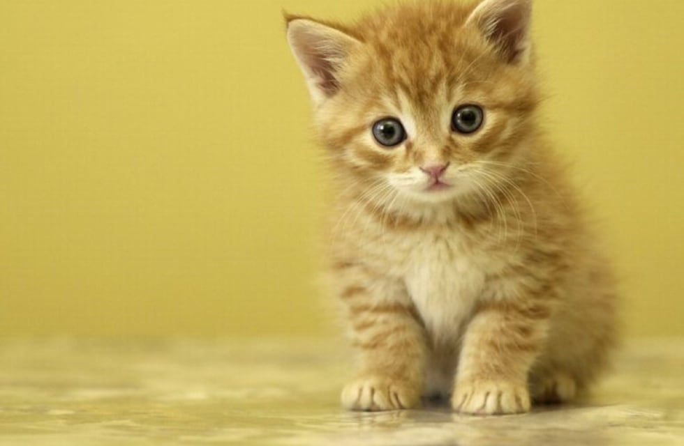 Unquillo: vacunación antirrábica para las mascotas